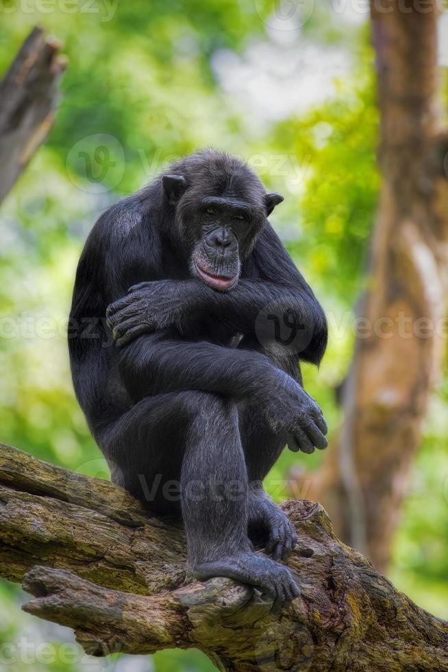 vanlig schimpans foto