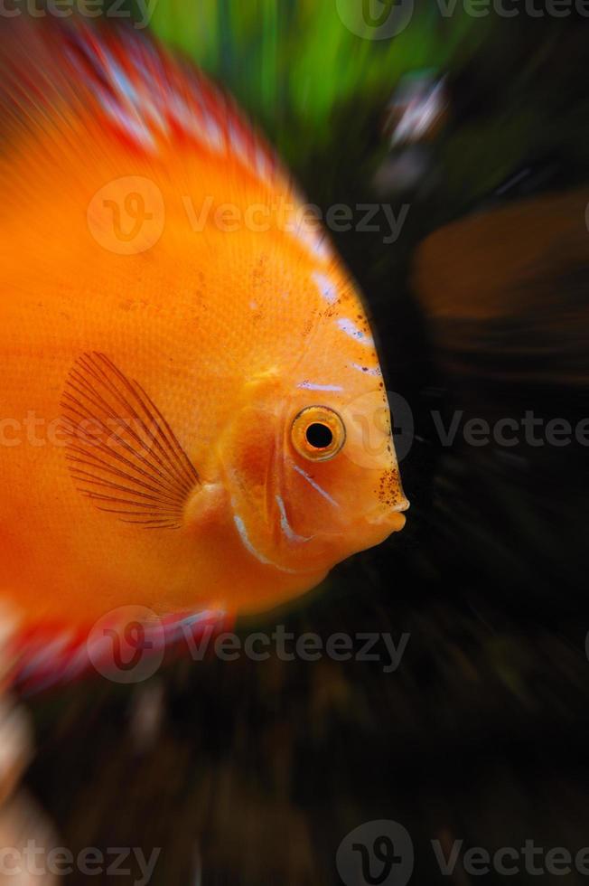 guldfisk i akvariet foto