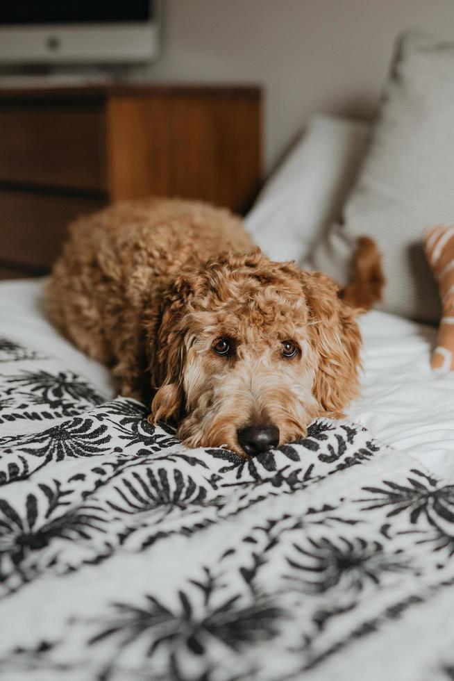 gyllene klotterhund som läggs på sängen foto