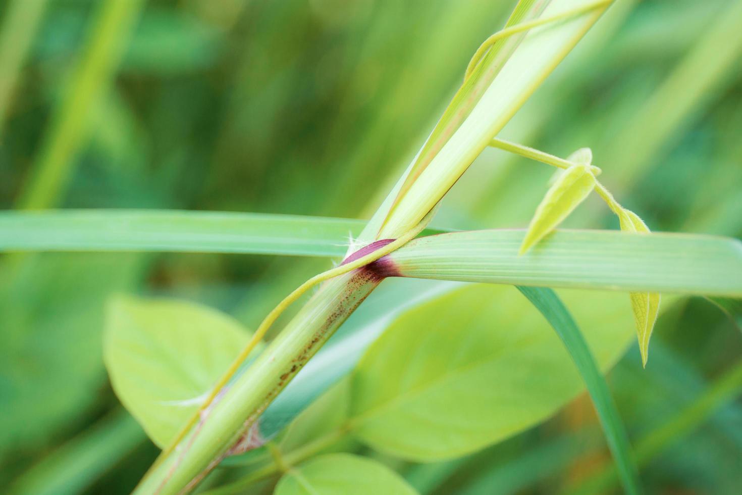 gräsblad med bakgrund foto