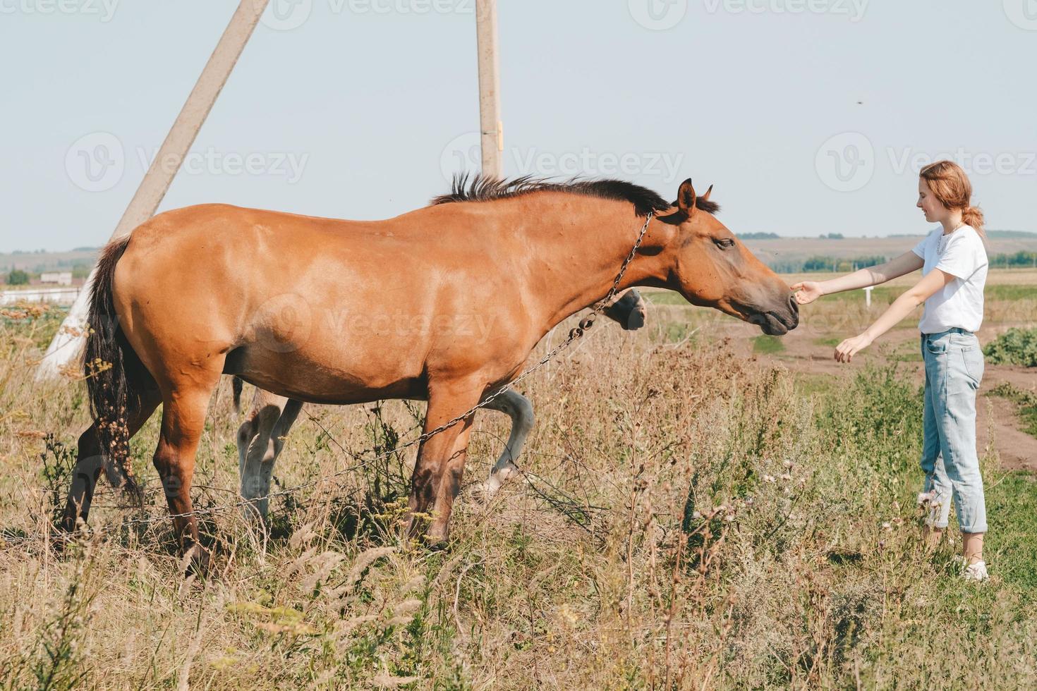 flicka petting en häst i de äng. förtroende och ömhet av de flicka till de häst foto