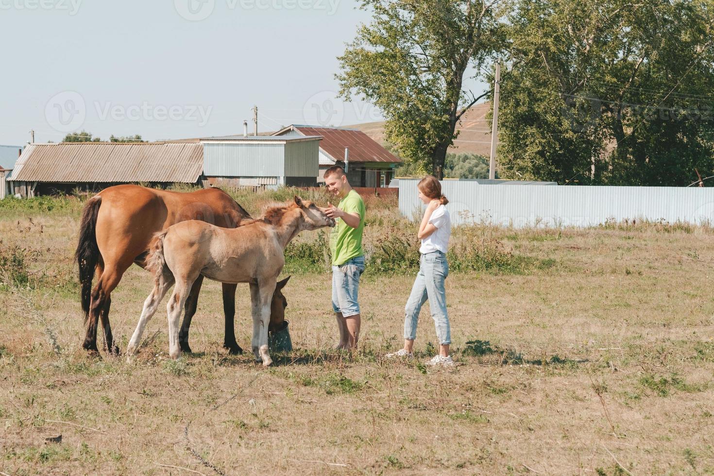 en flicka och en kille är strök en föl i de äng. bruka häst vård foto