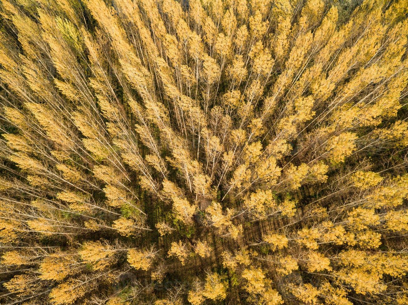 gyllene skog se foto