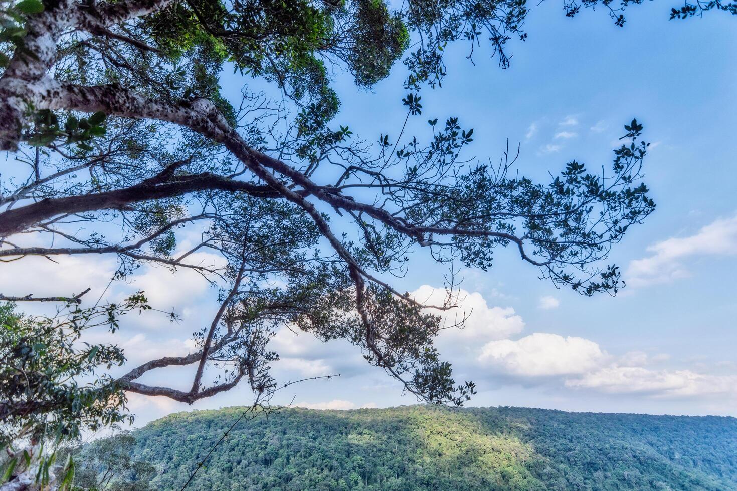 utsikt över en tropisk skog foto