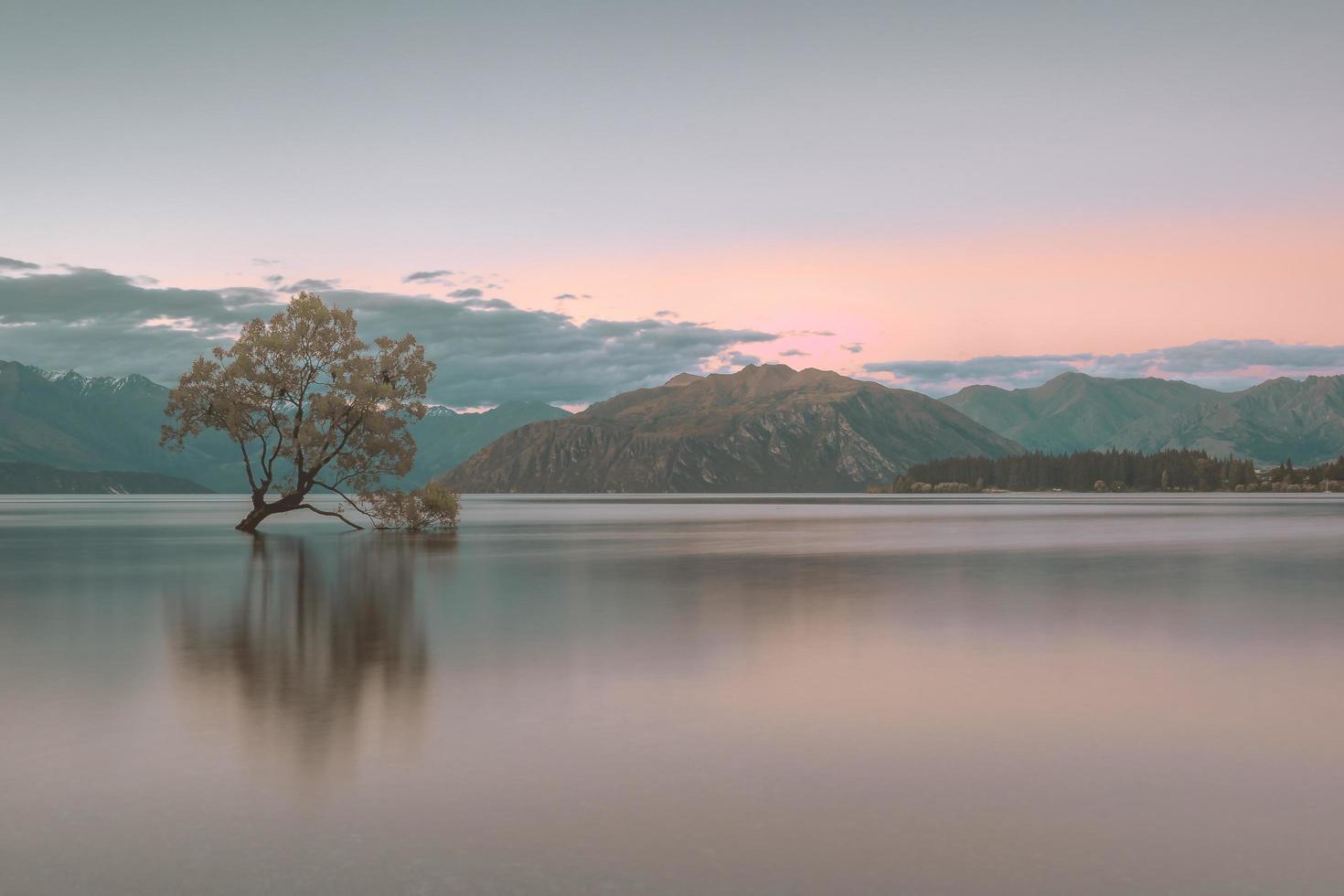 grönt träd på sjöstranden under dagtid foto