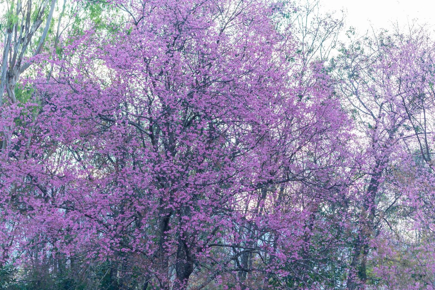 prunus cerasoides blommor på trädet foto