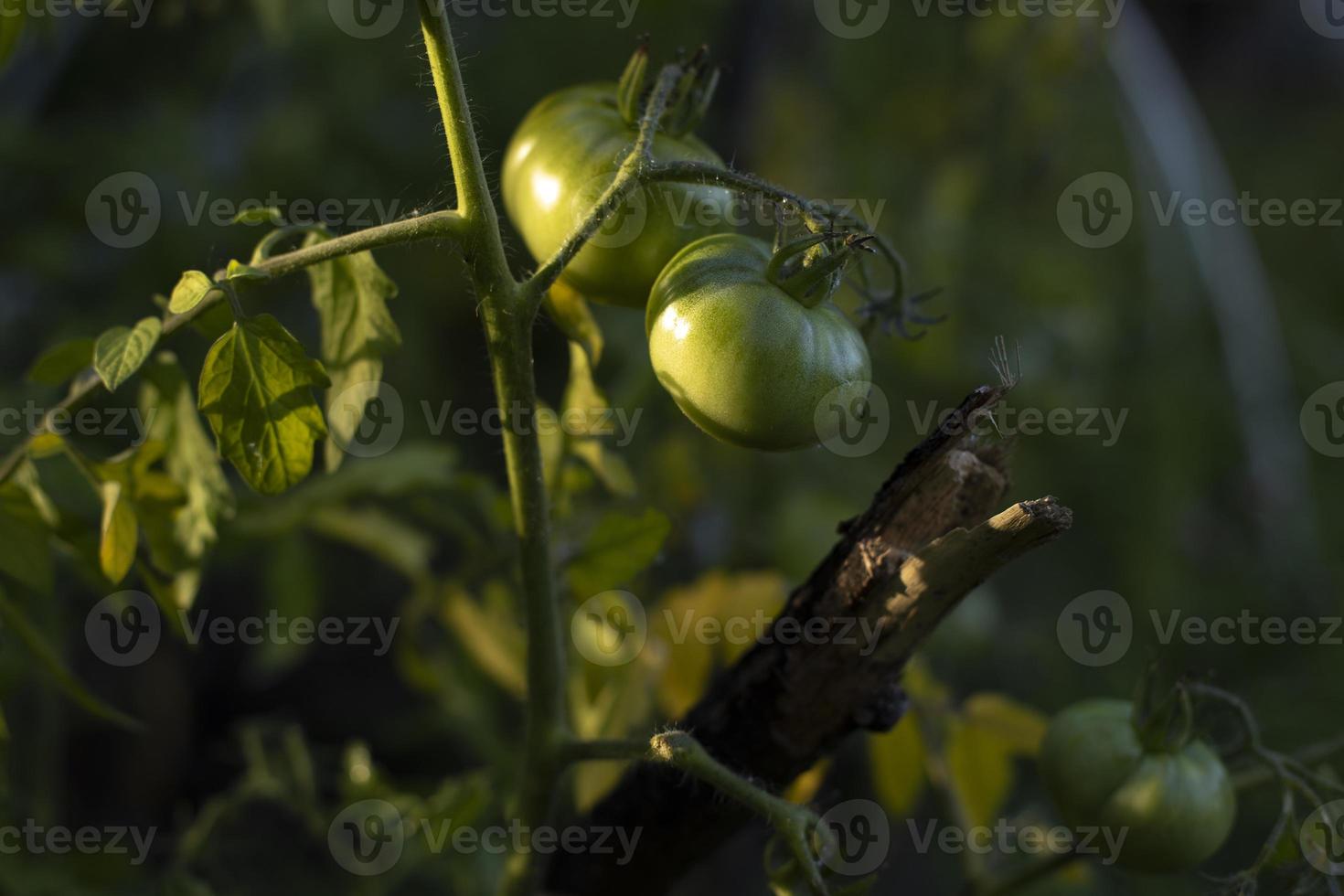 grön tomater på gren. tomater i solljus. grönsaker i trädgård. frukt mognande. foto