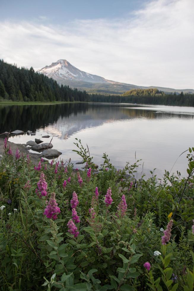 lila blommor i Oregon foto