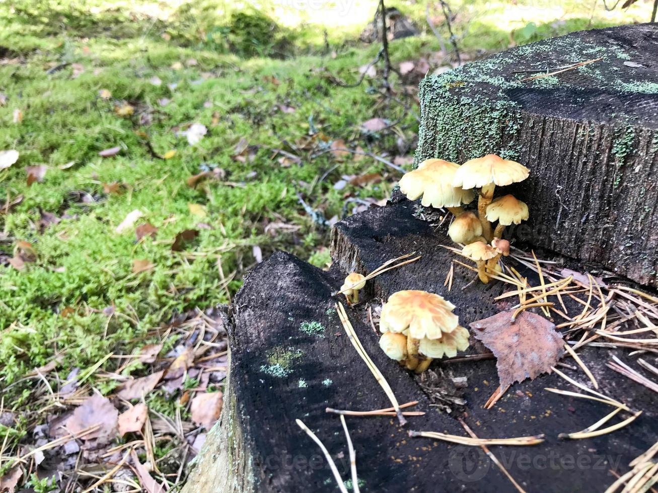 annorlunda vedartad utsökt svamp på de träd trunk av en logga täckt med naturlig grön mossa och gräs med löv i de skog. foto