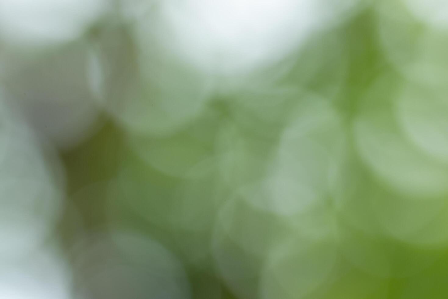 naturlig bokeh bakgrund foto