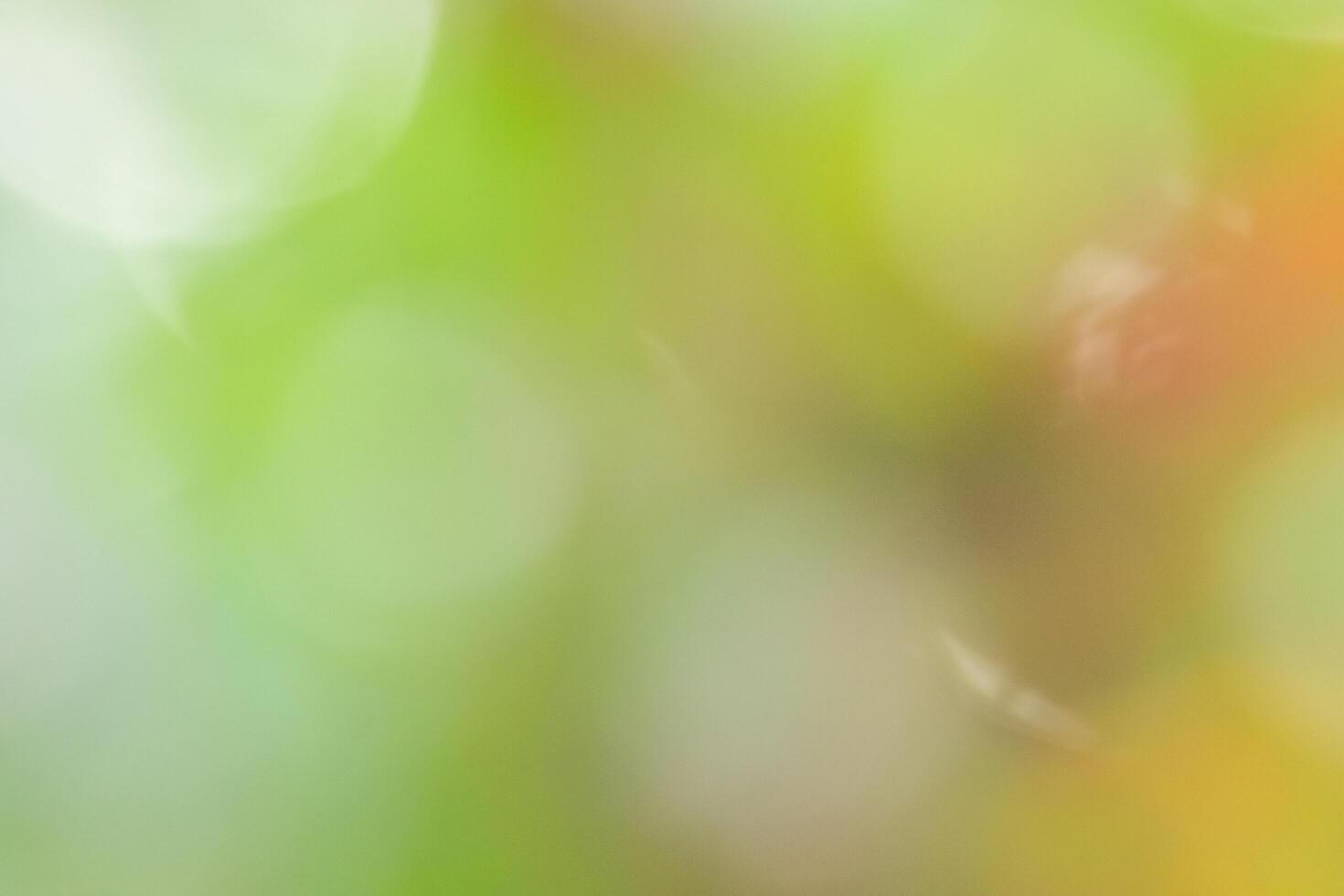 naturlig bokeh bakgrund foto