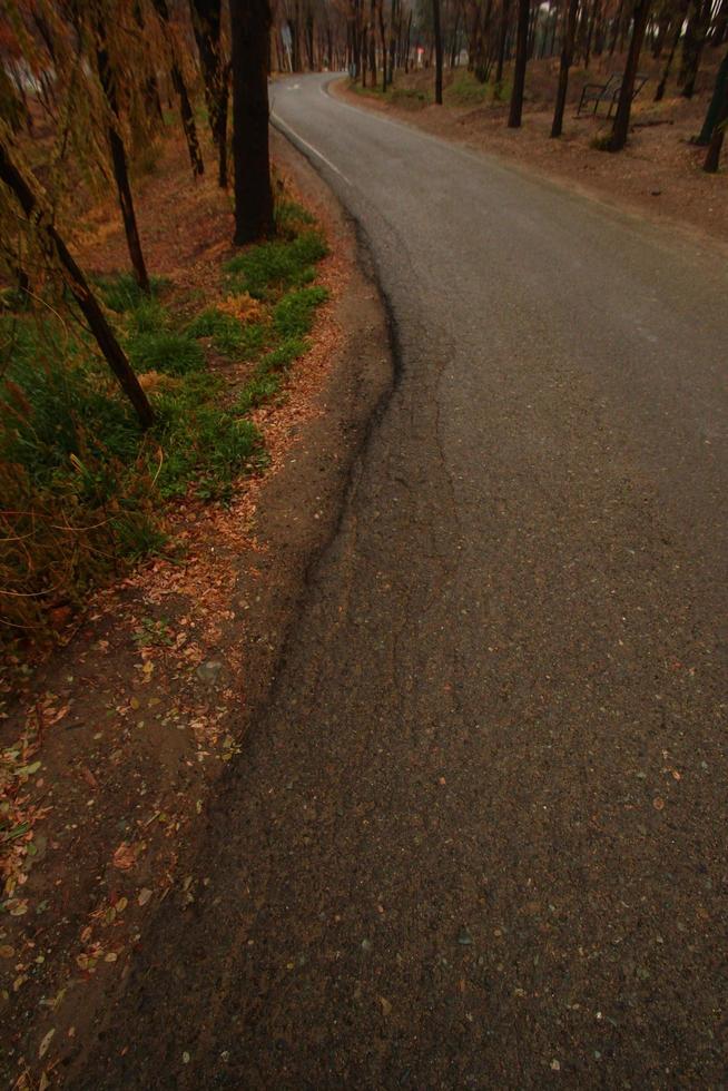 asfalterad väg under höstsäsongen foto