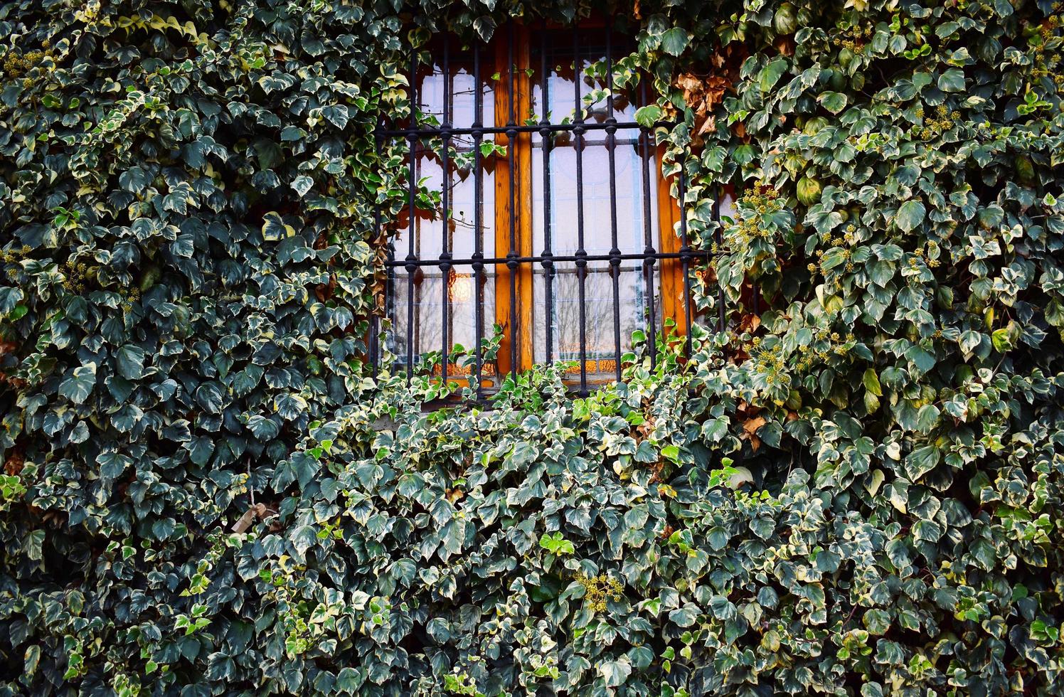 stängt järnfönster med murgröna växter foto