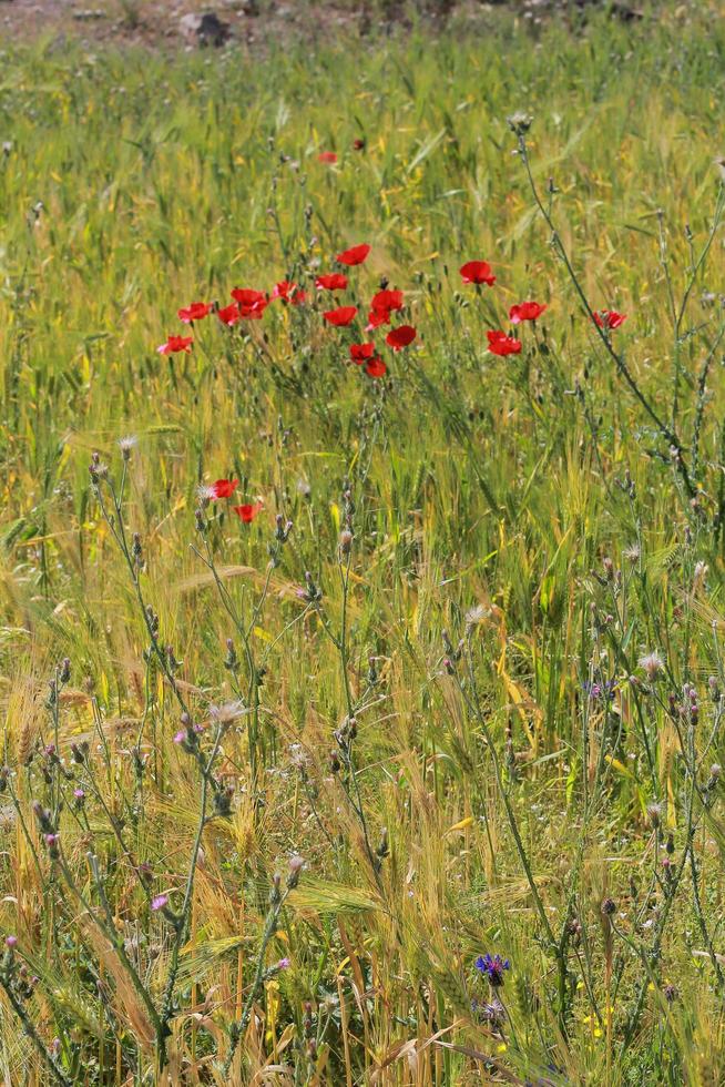röda blommor i grönt gräs foto