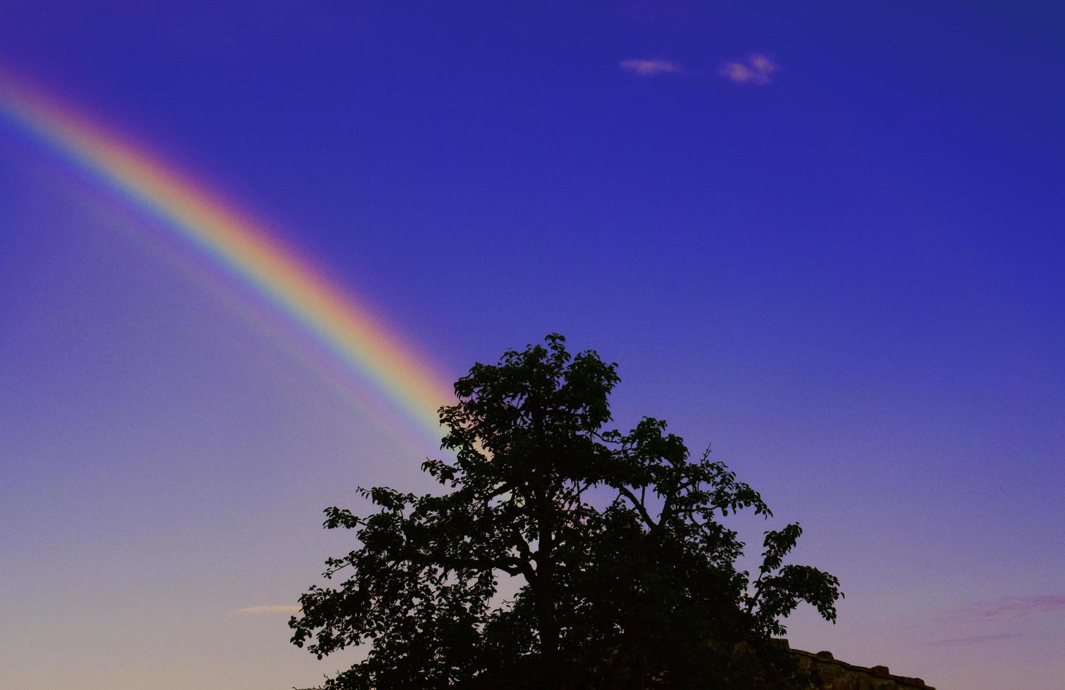 silhuett träd under regnbåge och blå himmel foto