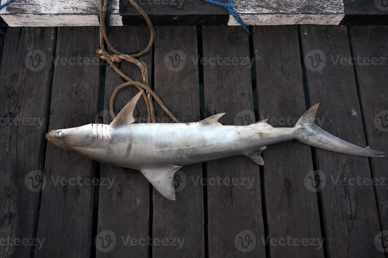 en haj fångad förbi en lokal- fiskare foto