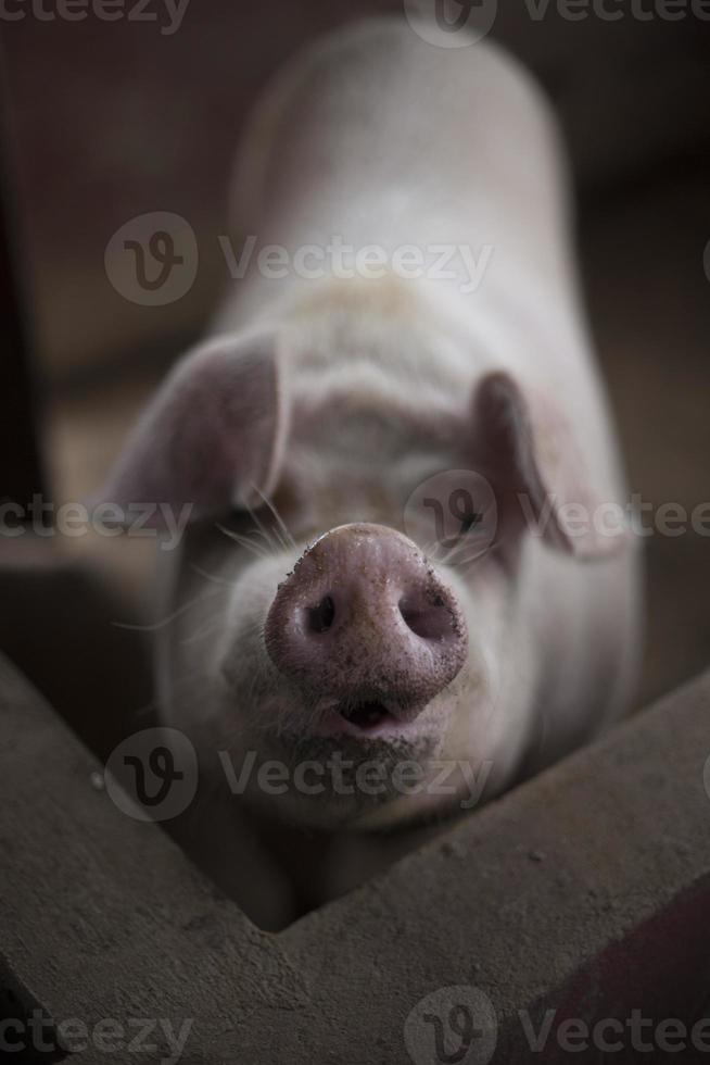 närbild av en gris nos foto