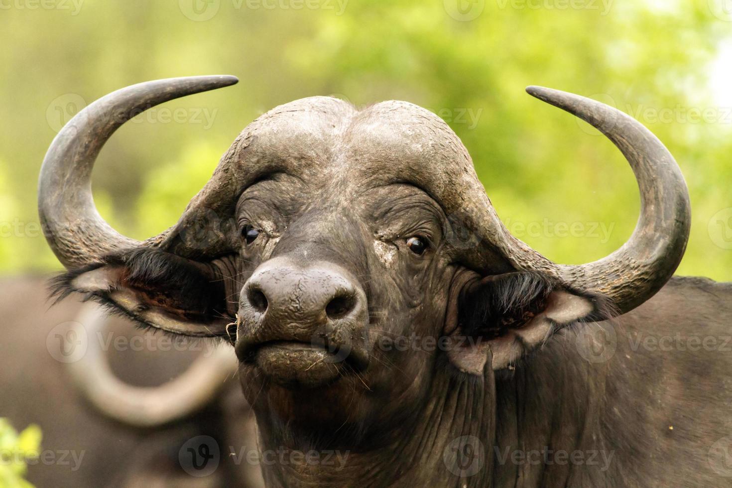 afrikansk buffel foto