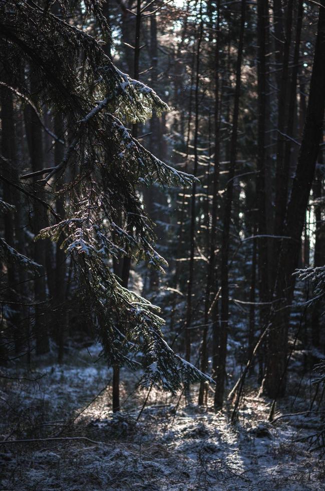 tallar täckta av snö foto