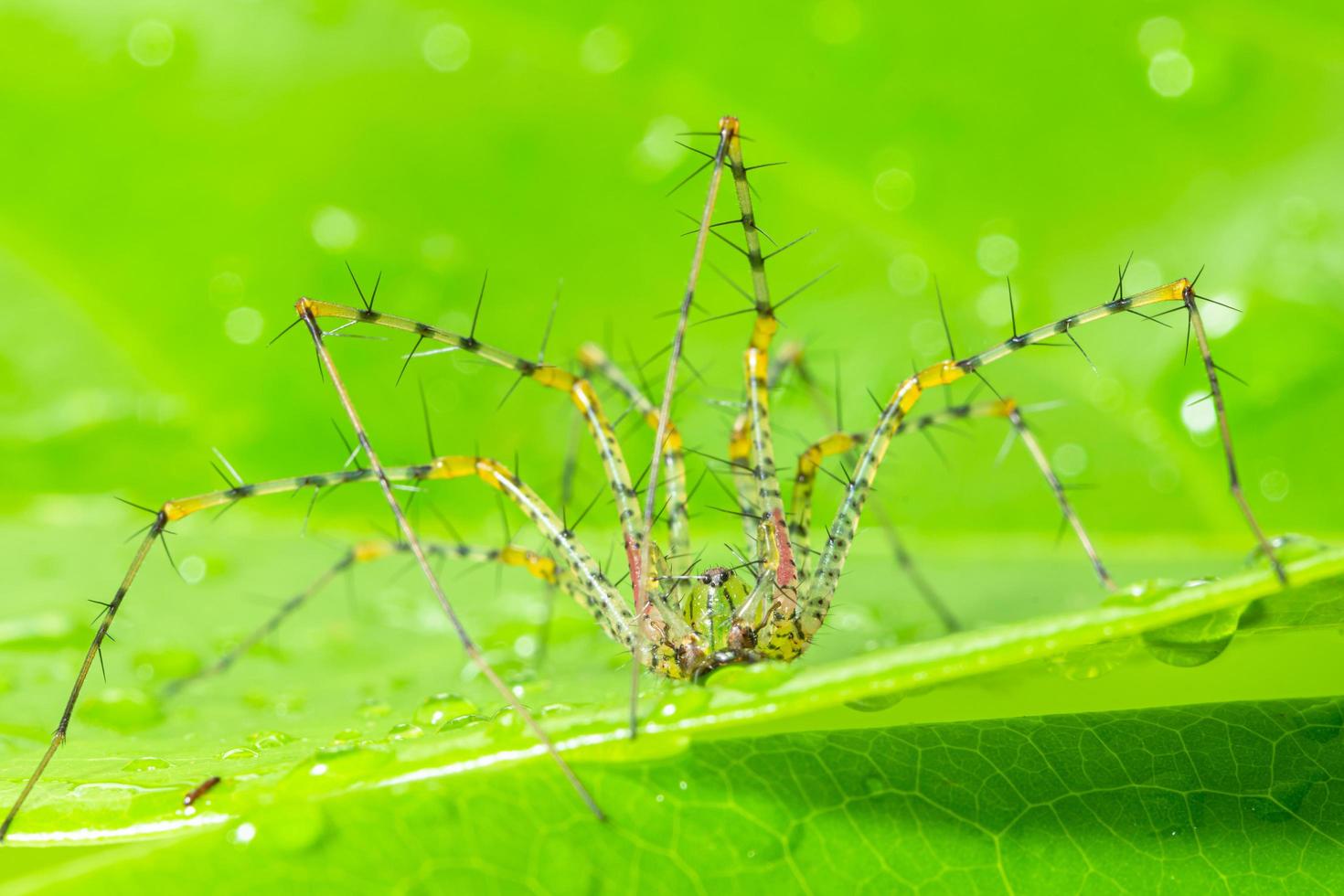 grön spindel på ett blad foto