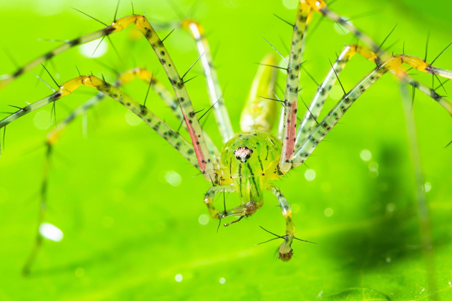 grön spindel på ett blad foto