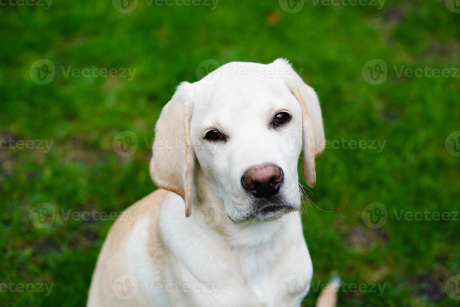 kort överdragen britisch labrador retriever 4 månad gammal foto