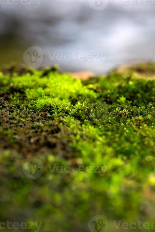friskhet grön mossa den där växer på fuktig jord bredvid de vatten källa foto