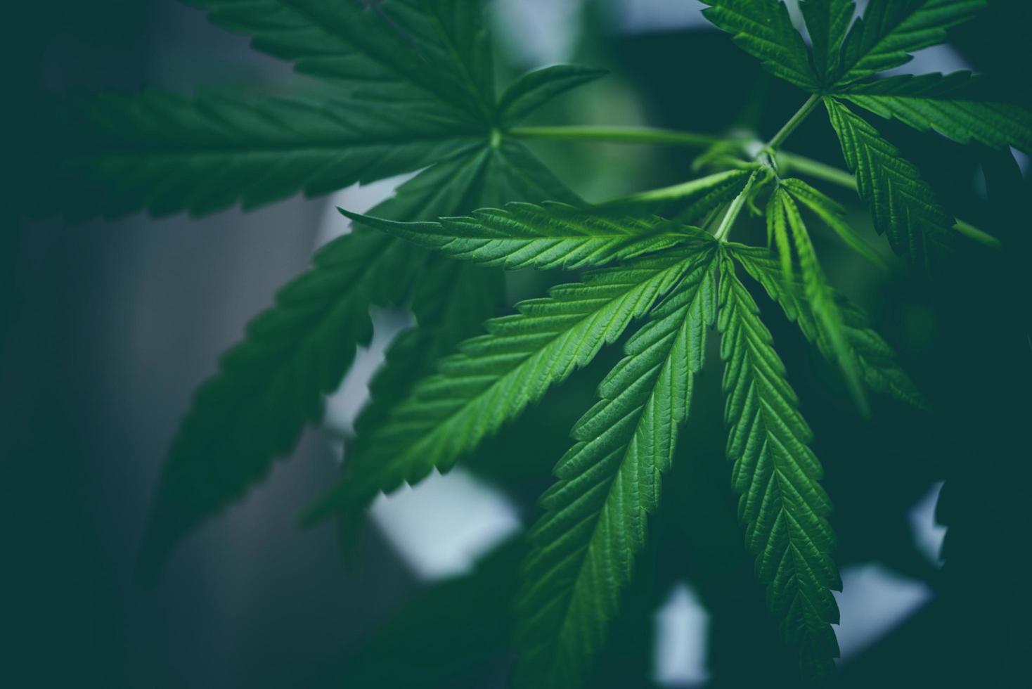 marijuana löv cannabis växt träd växande på mörk bakgrund hampa blad foto