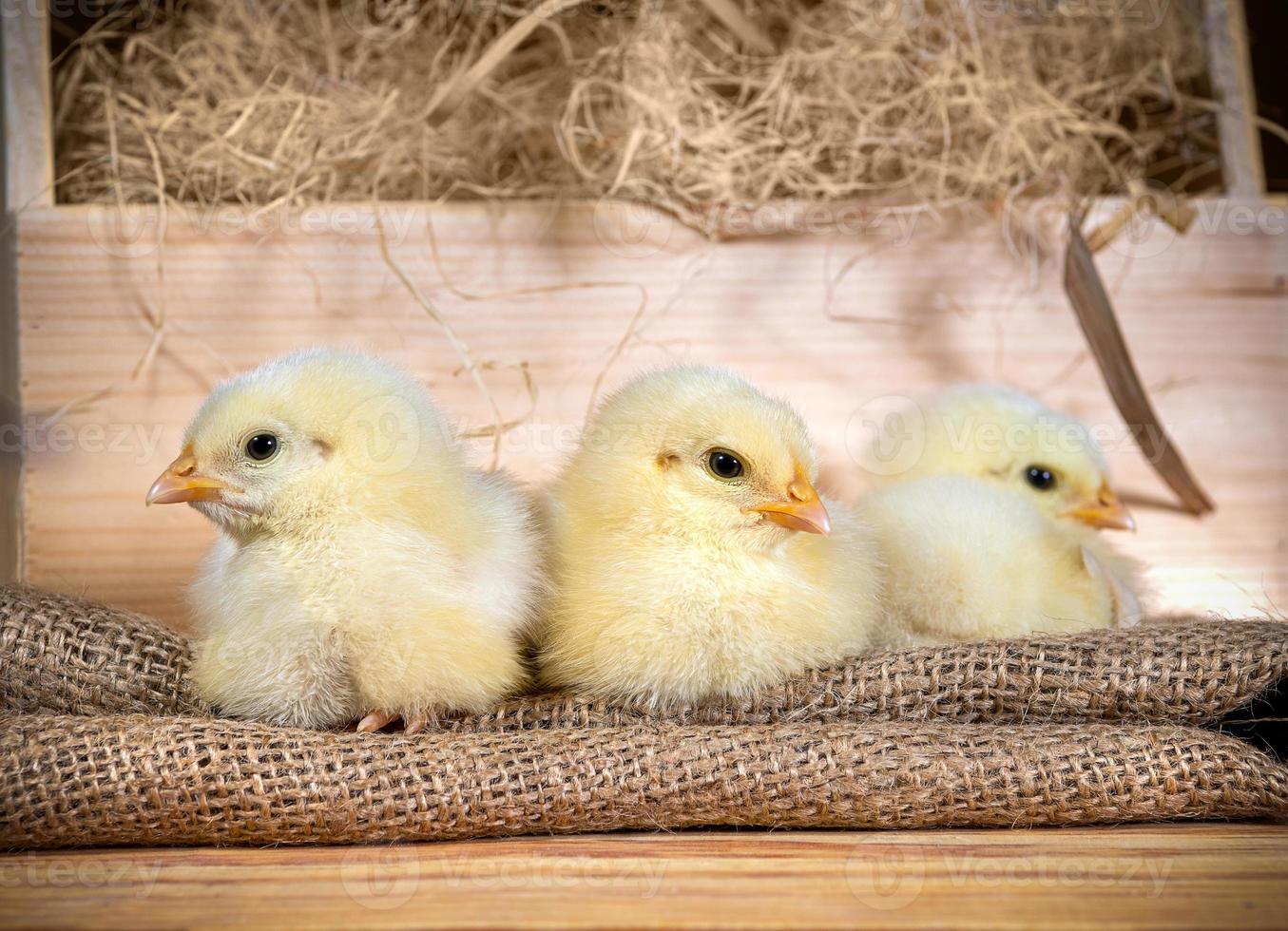söt dunig nyfödd kycklingar på hö i en trä- låda. påsk scen foto