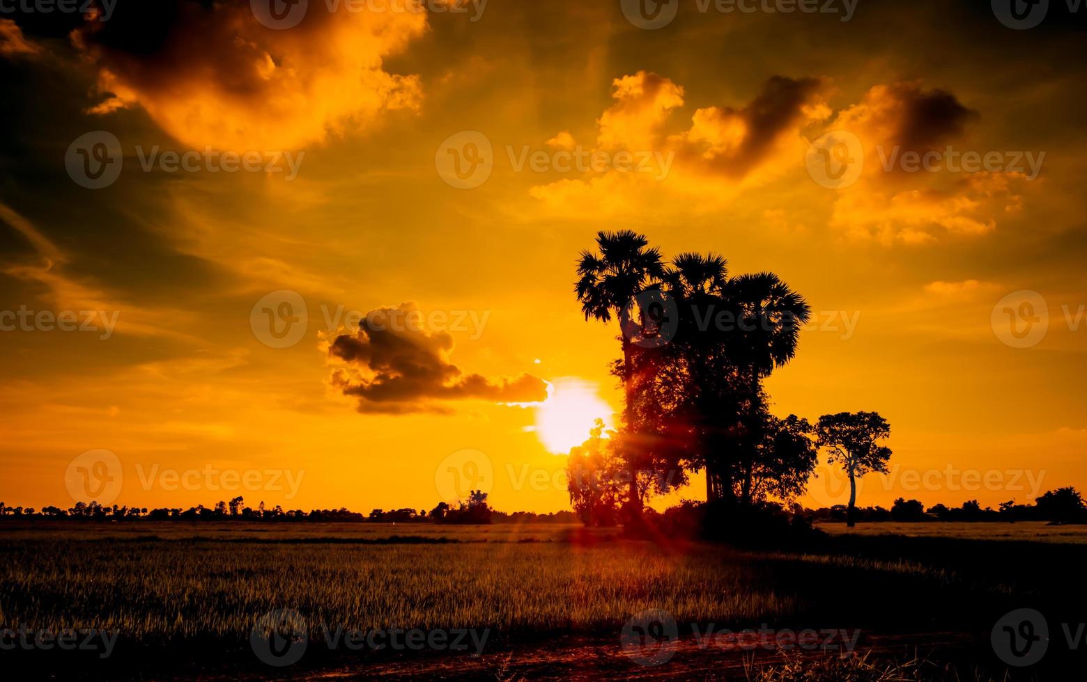 silhuett av handflatan träd skön solnedgång på himmel för resa och semester foto