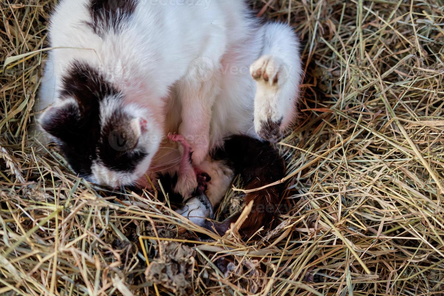 katt ger födelse till kattungar i de hö foto