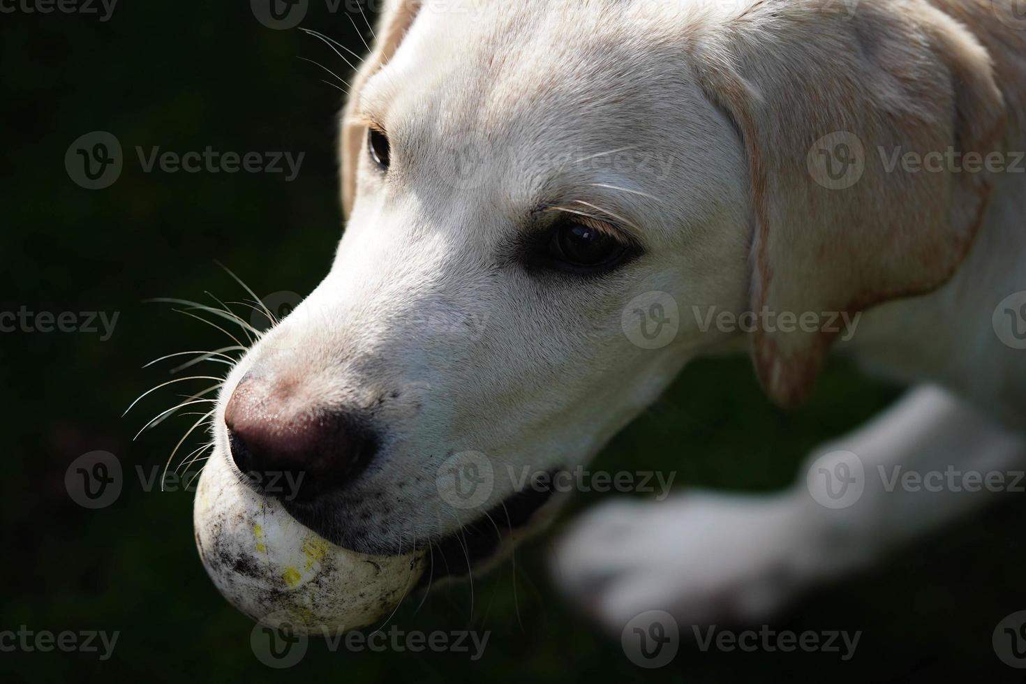 kort överdragen britisch labrador retriever 4 månad gammal foto