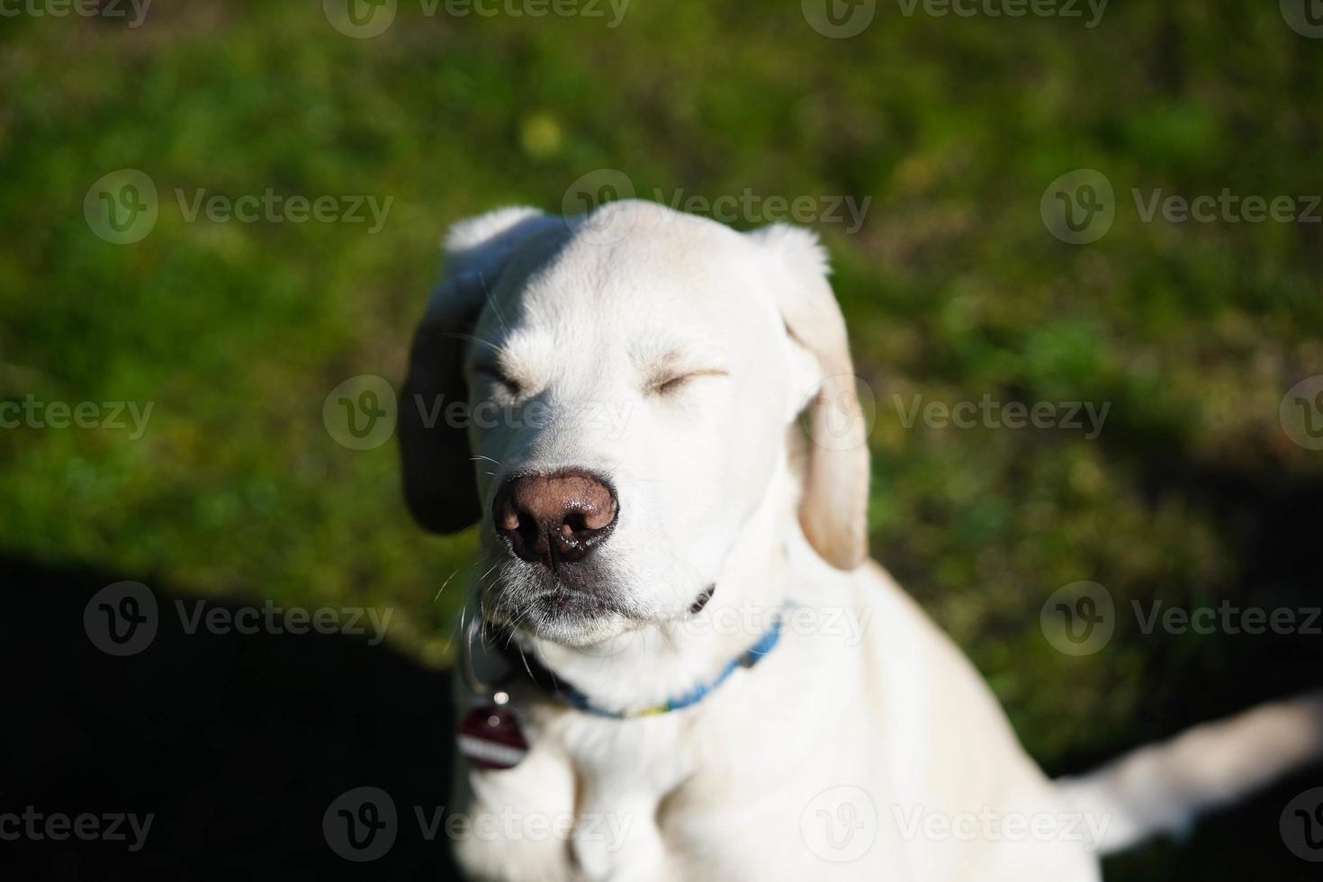 kort överdragen britisch labrador retriever 4 månad gammal foto