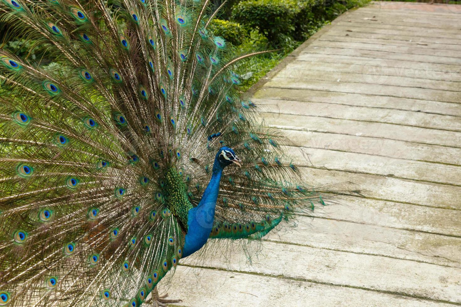 indisk påfågel eller blå påfågel pavo cristatus foto