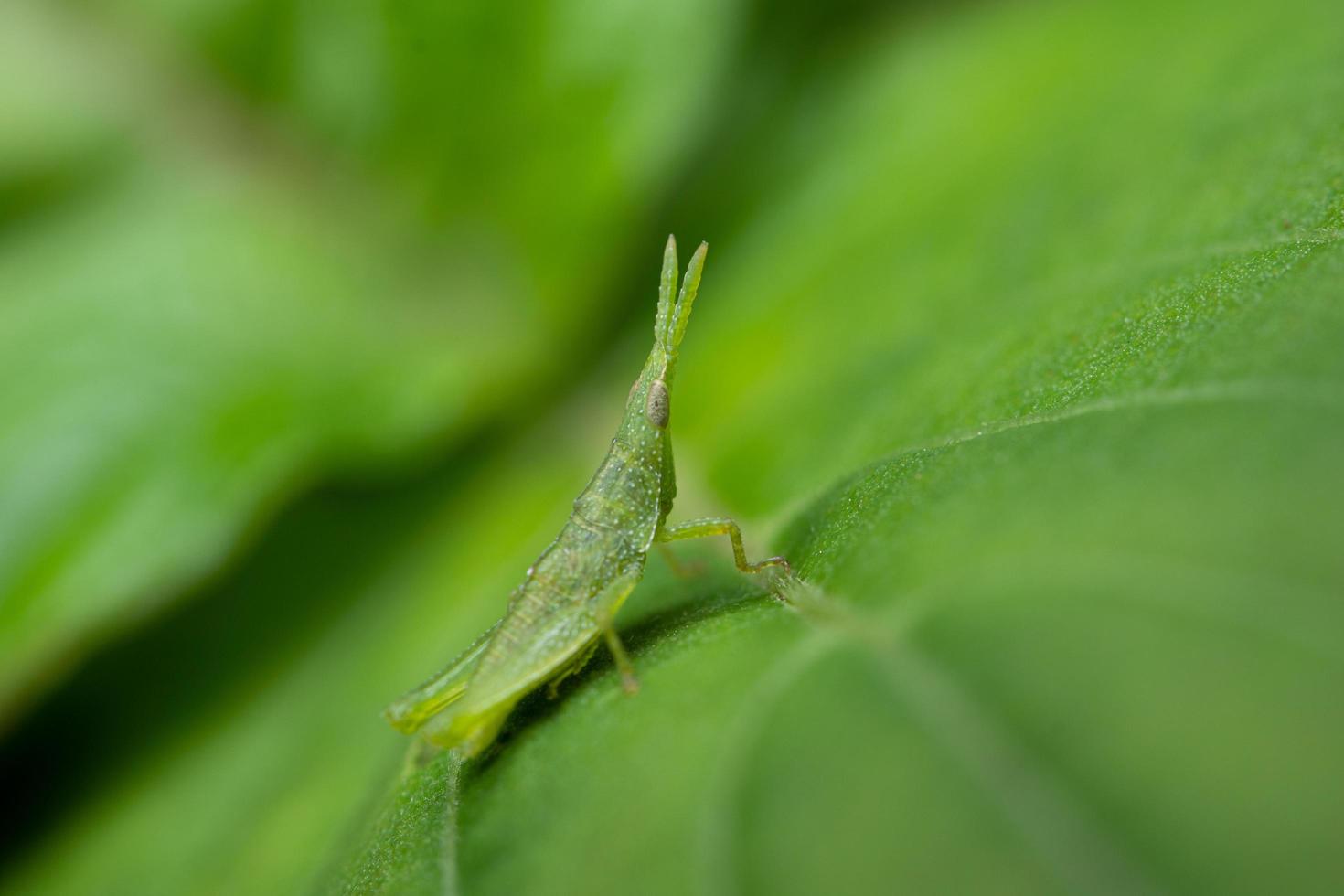 grön gräshoppa på ett blad foto