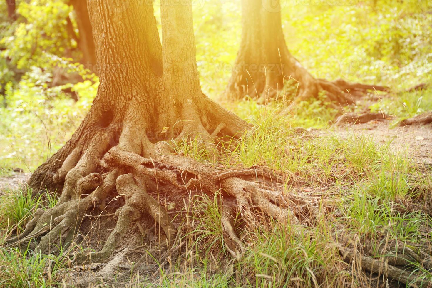 mäktig rötter av ett gammal träd i grön skog i dagtid foto