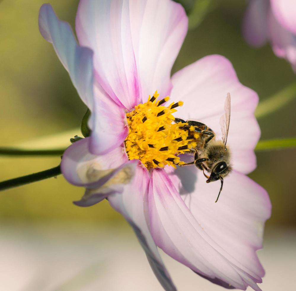 makro av en honung bi apis mellifera på en rosa kosmos blomma med suddig bakgrund pesticid fri miljö- skydd spara de bin biologiska mångfalden begrepp foto