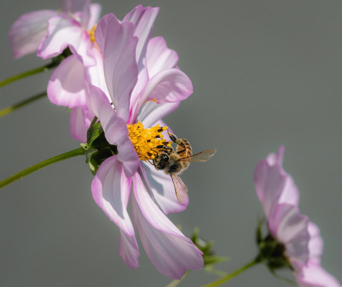 makro av en honung bi apis mellifera på en rosa kosmos blomma med suddig bakgrund pesticid fri miljö- skydd spara de bin biologiska mångfalden begrepp foto