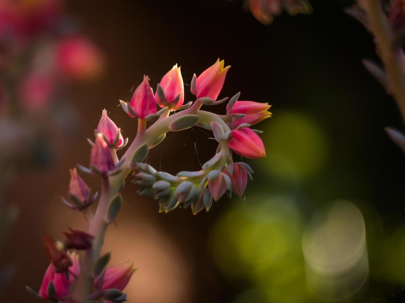 vackra rosa blommor foto