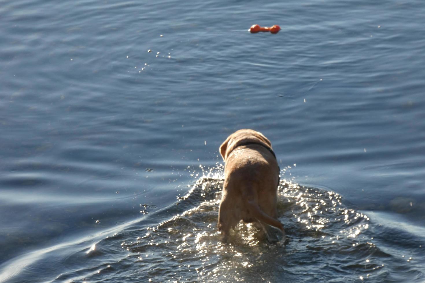 hund spelar och badning i de hav i de tidigt morgon- timmar. foto