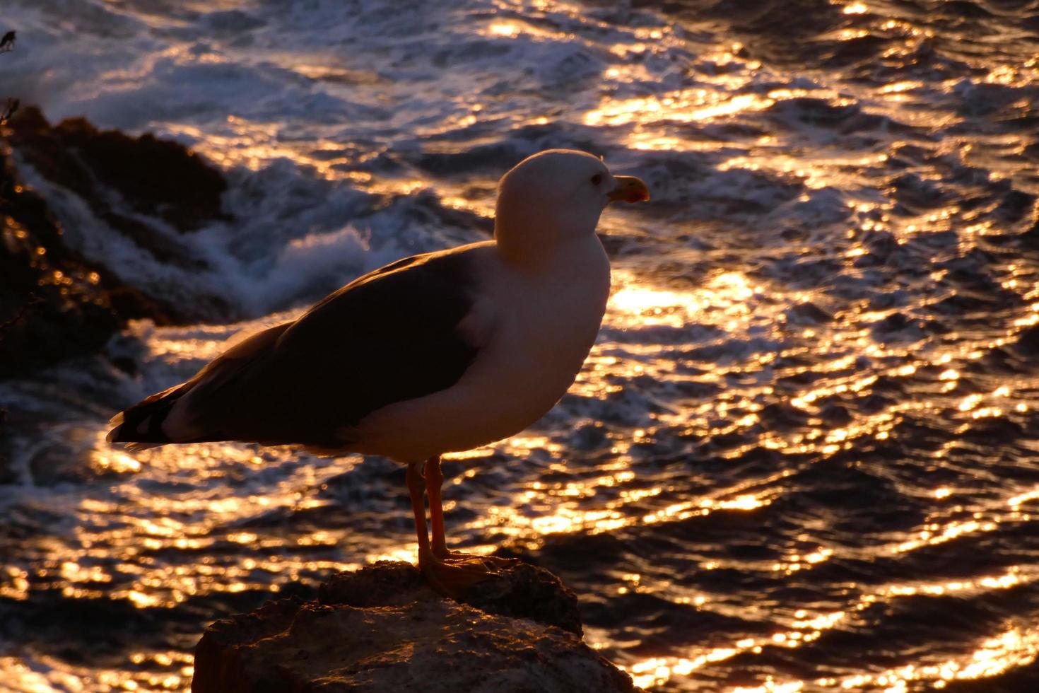 vild seagulls i natur längs de klippor av de katalansk costa brava, medelhavs, Spanien. foto