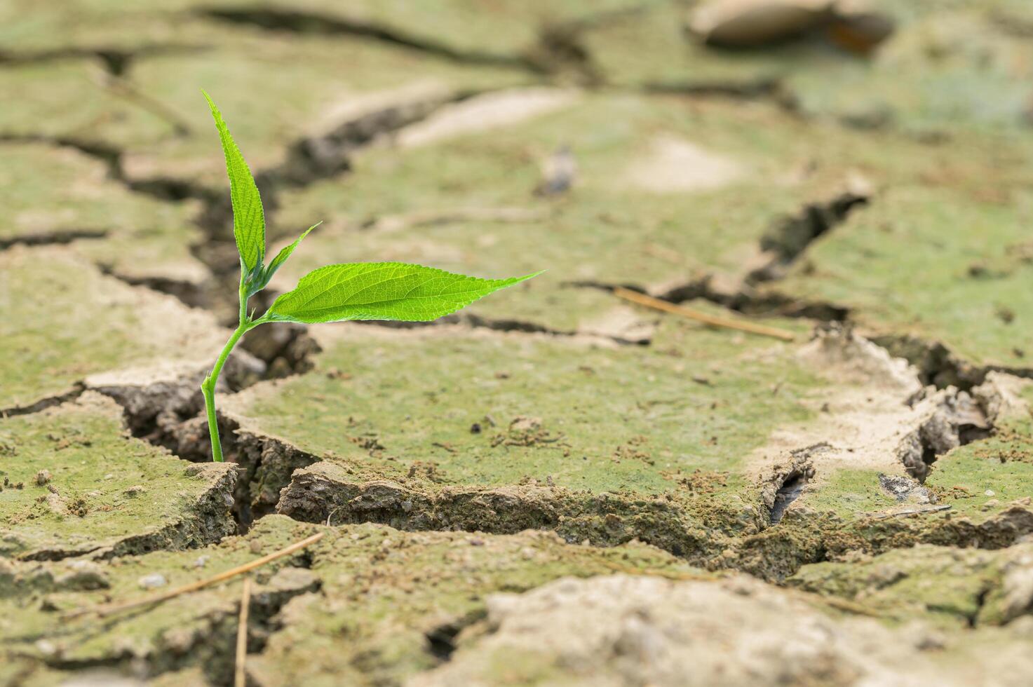 plantera i torr mark foto