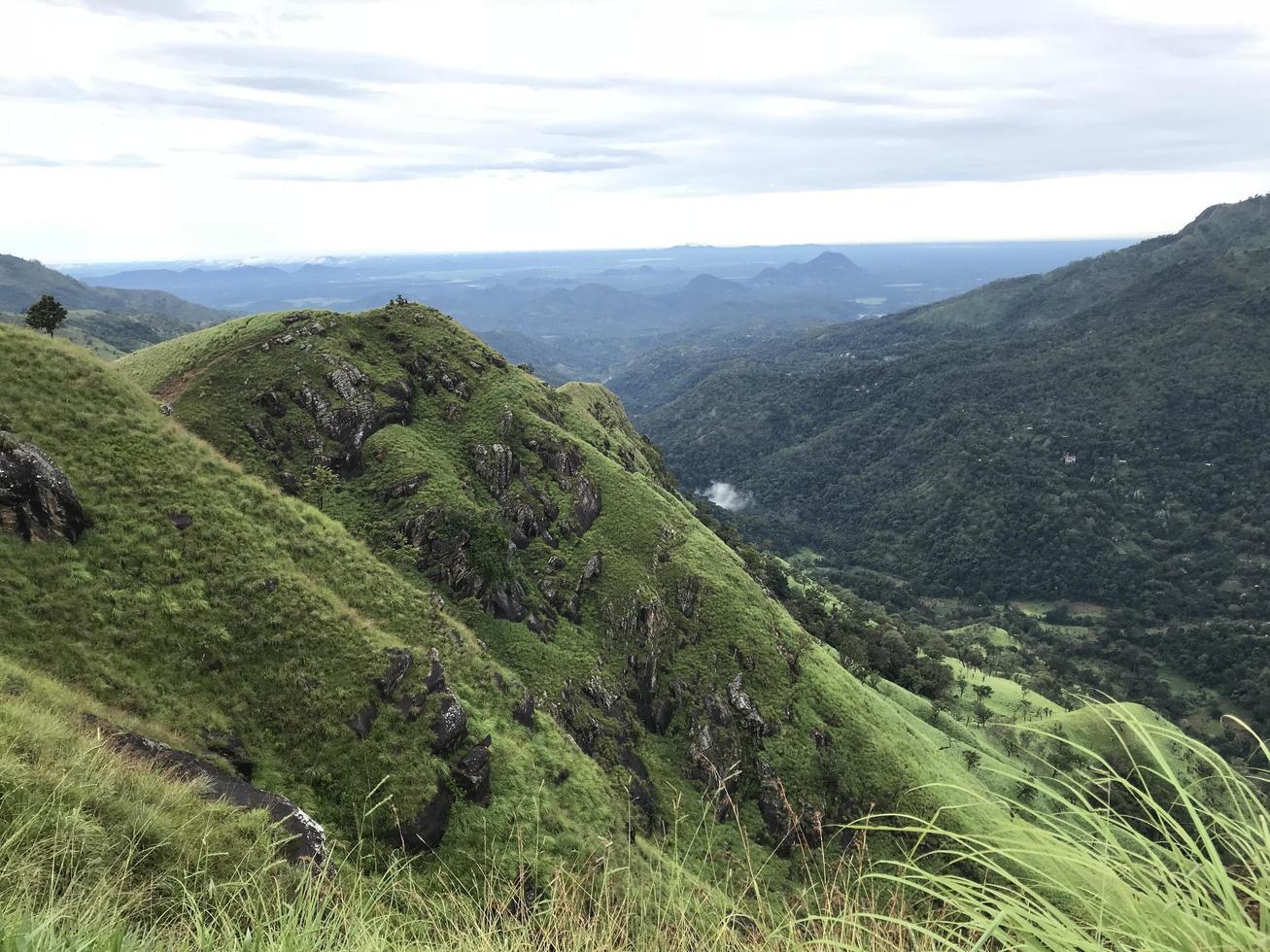 teplantager i sri lanka foto