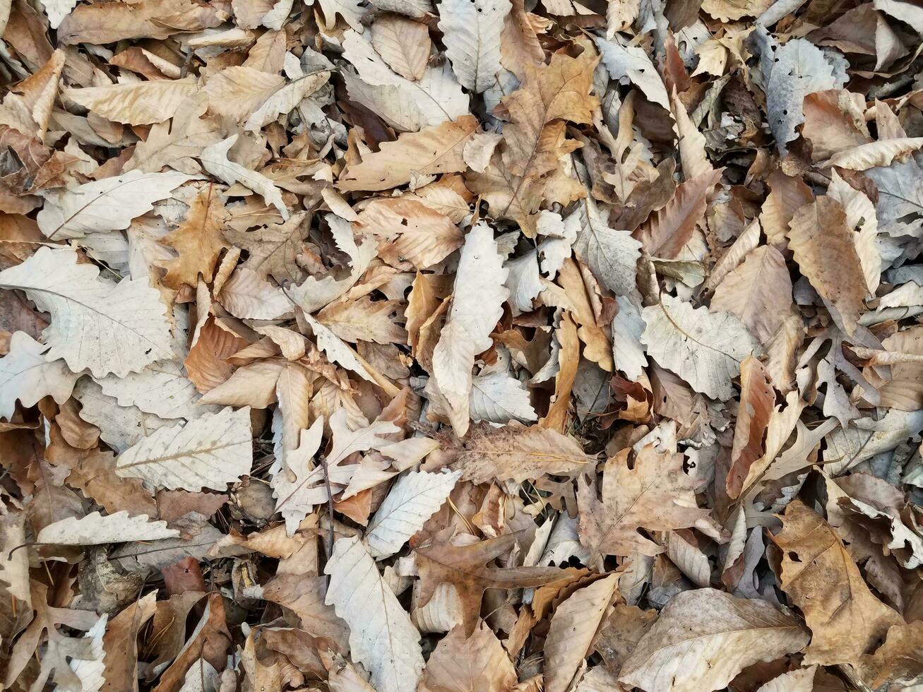 brun torr fallen löv på jord i höst foto