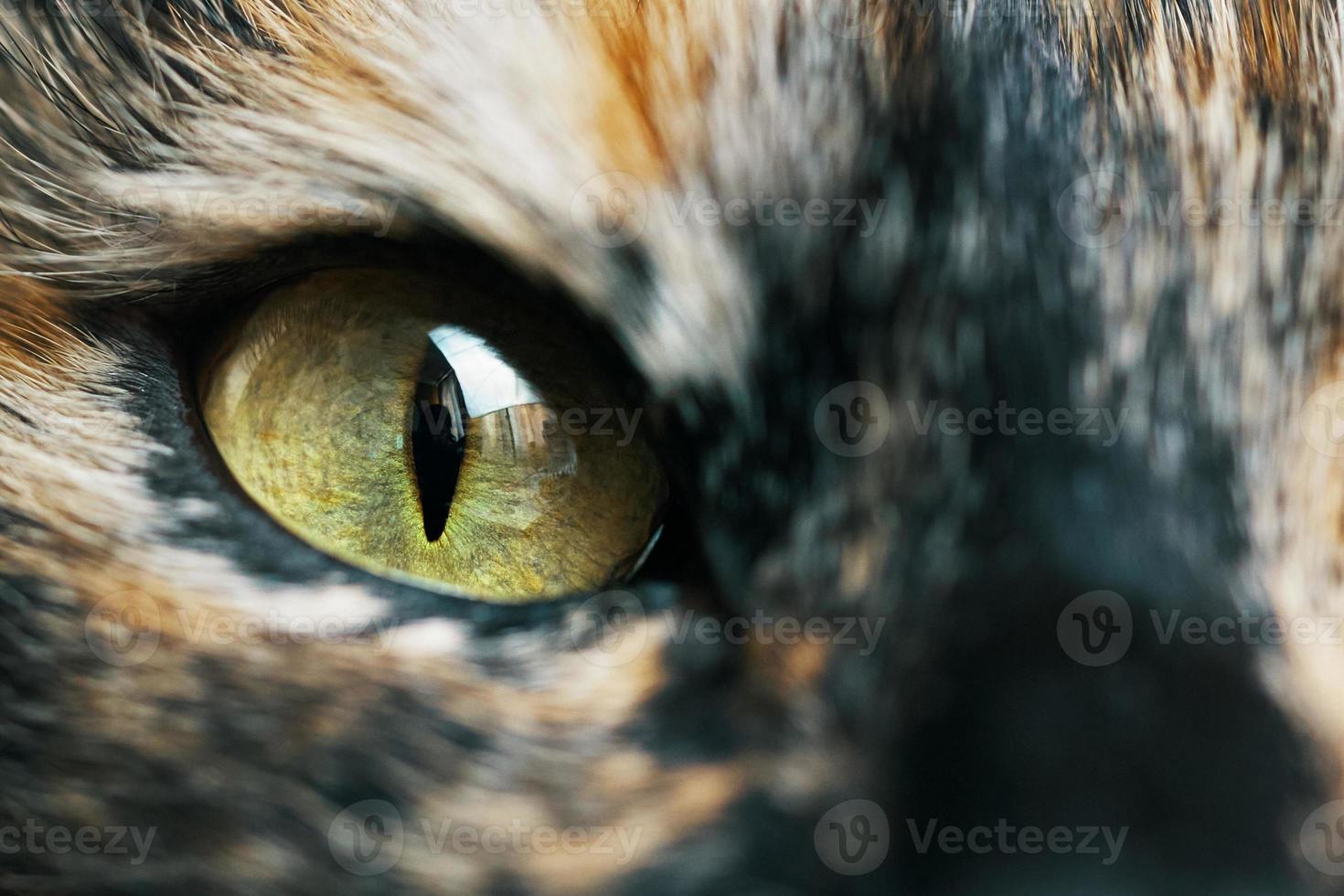 närbild av gul och grön ögon av en katt. foto