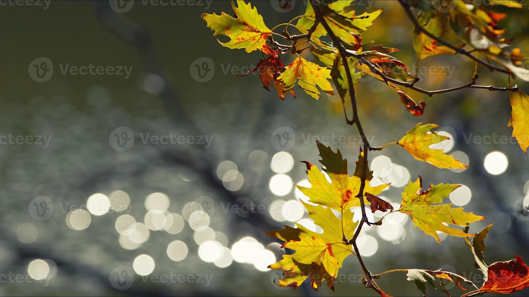 vackert naturlig höst säsong romantisk brun torr löv foto