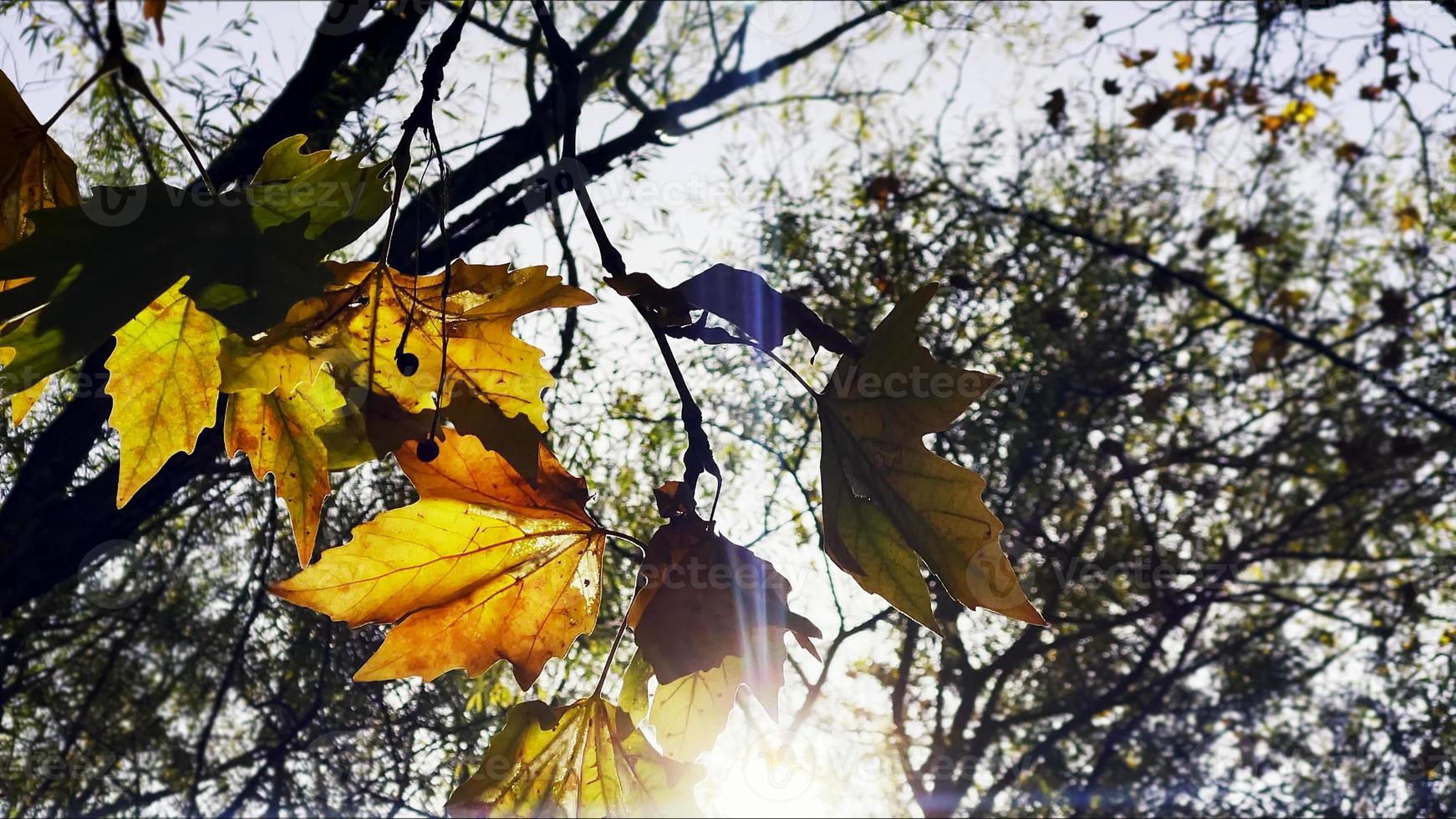 vackert naturlig höst säsong romantisk brun torr löv foto