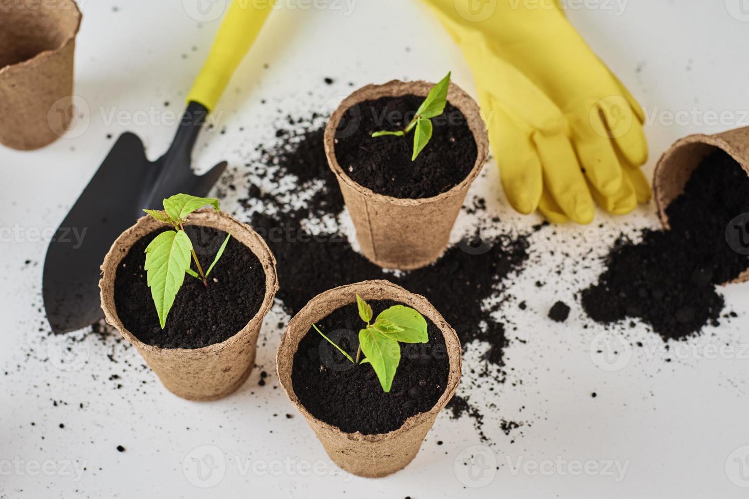 växt i pott, små skyffel och gul handskar. växt vård och trädgårdsarbete begrepp foto