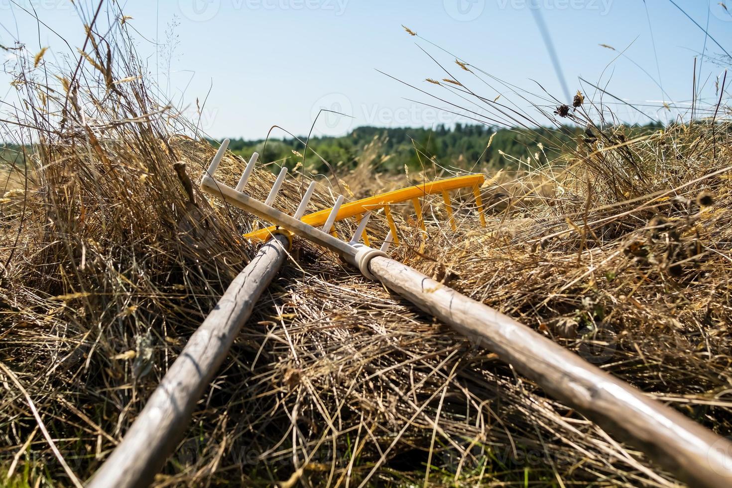 räfsa lögner på de torkades hö, mot de bakgrund av de blå himmel och de skog, på en sommar dag. by livsstil. foto