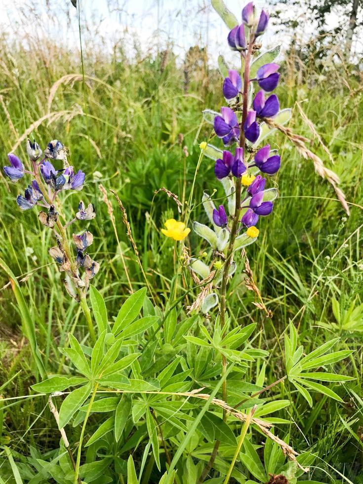 violett naturlig blommor med små fluffig knoppar kronblad med knoppar i grön gräs foto